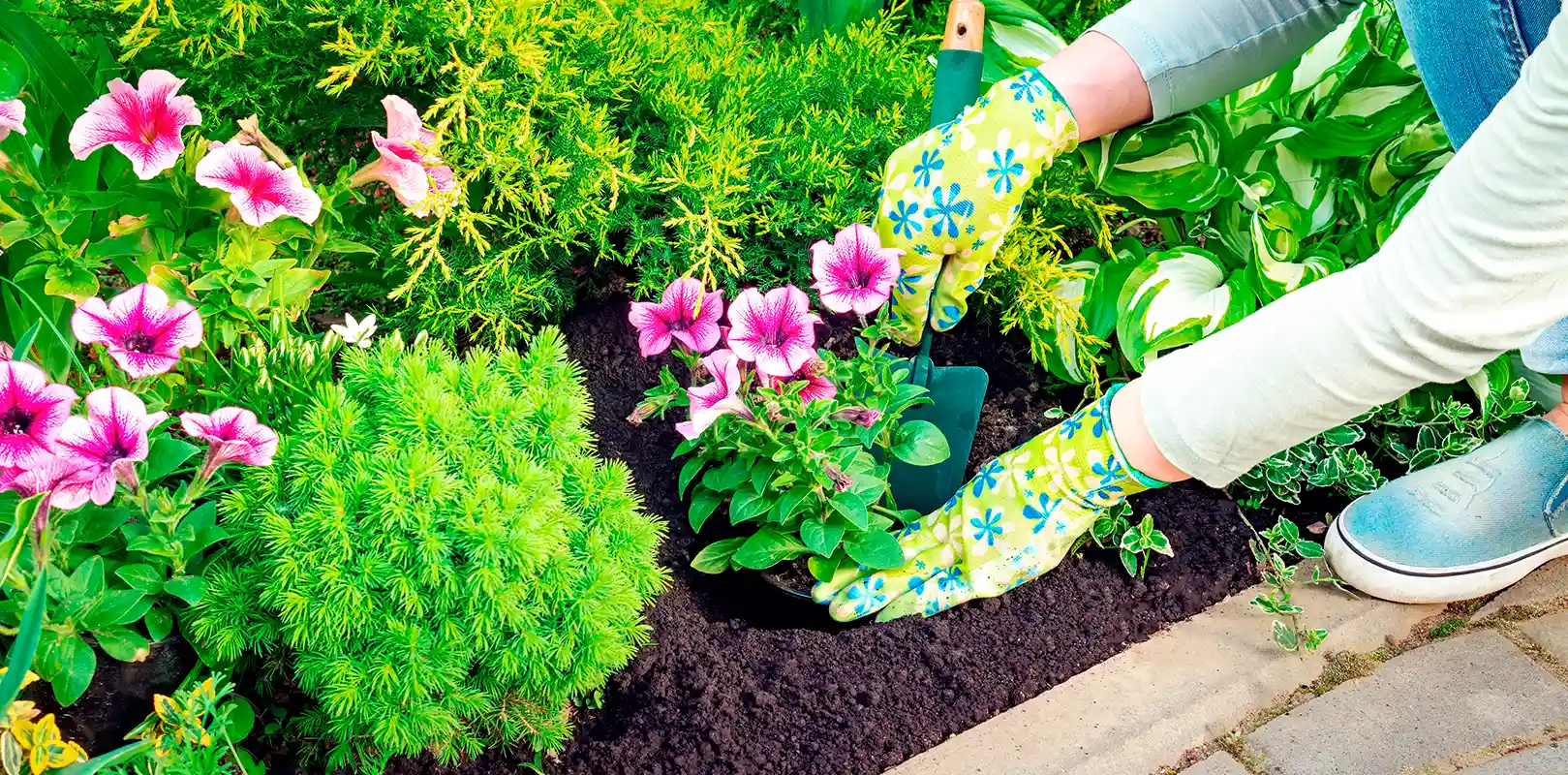 Shrub Planting