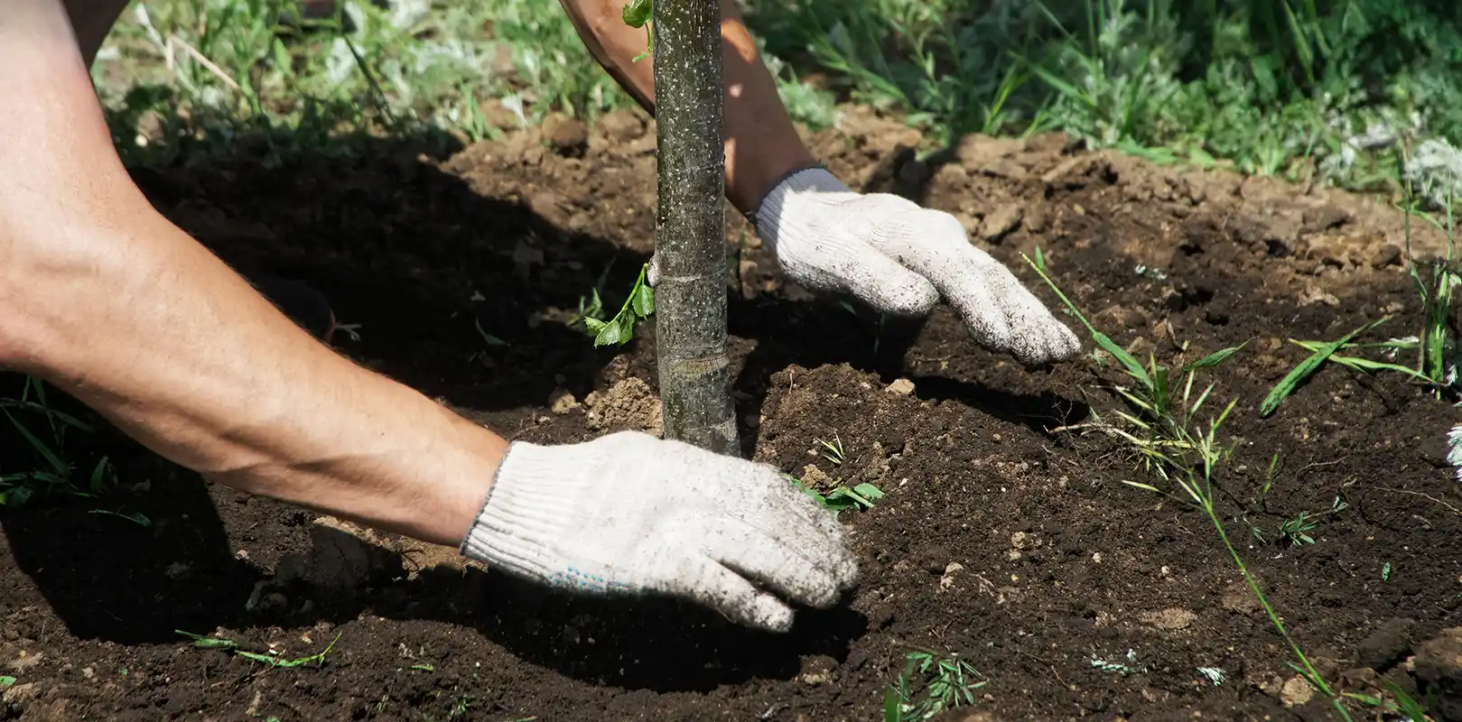 Tree Planting