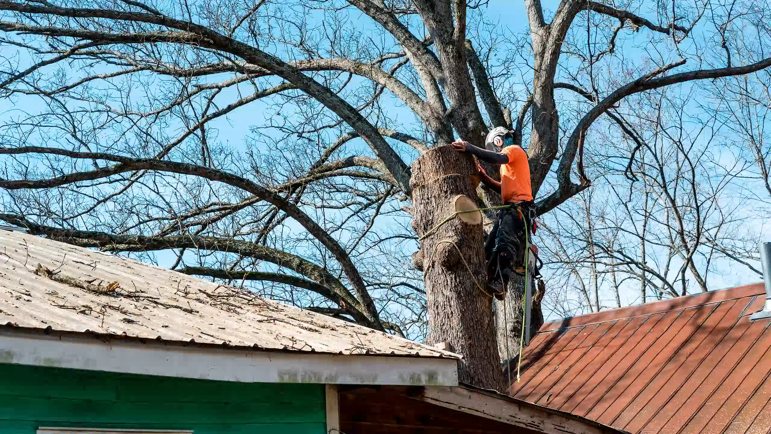 Branch Removal